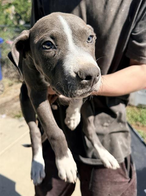 Photo of A831215, adoptable American Staffordshire Terrier in San Antonio, Texas