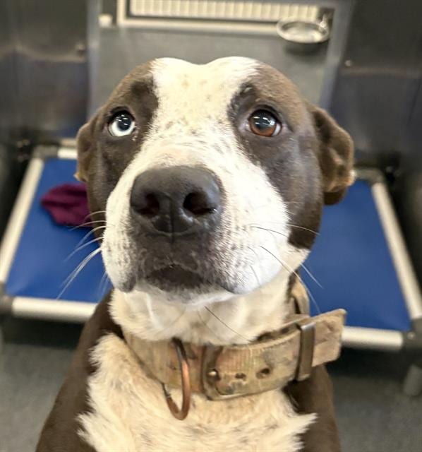 Photo of Elvira, adoptable Mixed Breed