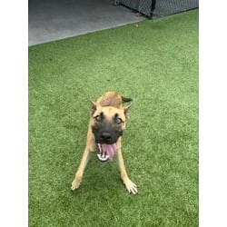 Photo of Chainz, adoptable German Shepherd Dog in Baton Rouge, Louisiana