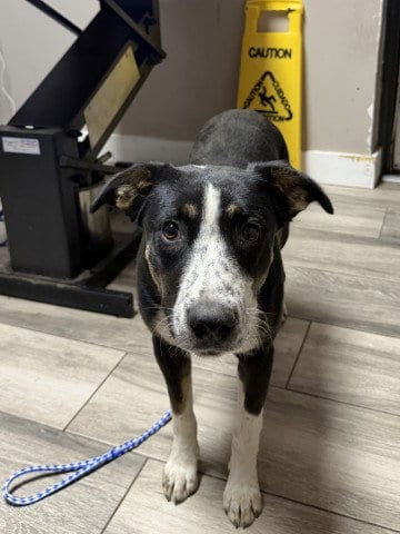 Photo of Spumoni, adoptable Border Collie in Redlands, California
