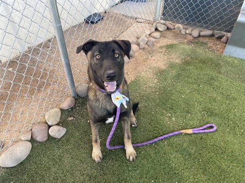 Photo of Junebug, adoptable German Shepherd Dog in Phoenix, Arizona