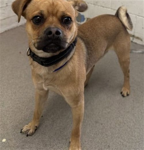 Photo of Charlie, adoptable Pug in San Bernardino, California