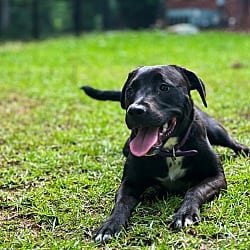 Photo of Ellie, adoptable Labrador Retriever in Zebulon, Georgia