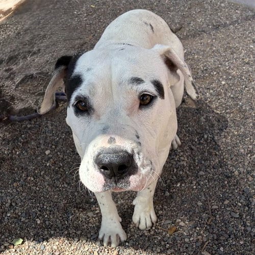 Photo of Moo, adoptable American Pit Bull Terrier in Phoenix, Arizona