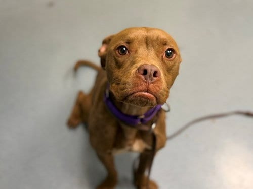 Photo of Scooby Doo, adoptable Pit Bull Terrier in Denver, Colorado