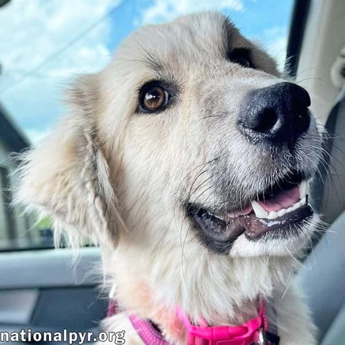 Photo of Maggie Mae in NJ - Playful, Sweet & Loving, adoptable Great Pyrenees in Beacon, New York