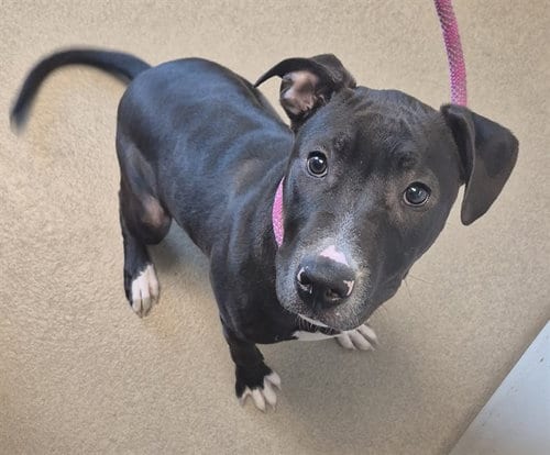 Photo of Midnight Sun, adoptable Pit Bull Terrier in Decatur, Illinois