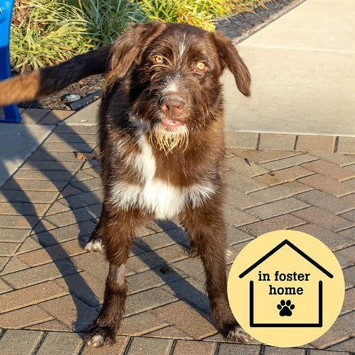 Photo of Jelly, adoptable Giant Schnauzer in Maryland, Missouri