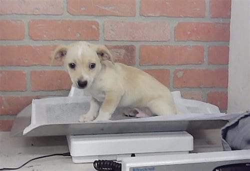 Photo of Bryan, adoptable Chihuahua in Houston, Texas