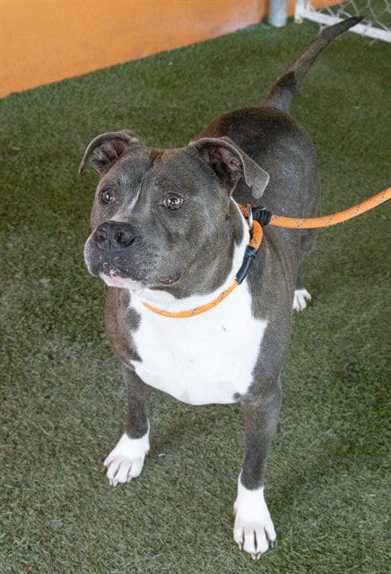 Photo of Jim, adoptable American Bulldog in Miami, Florida