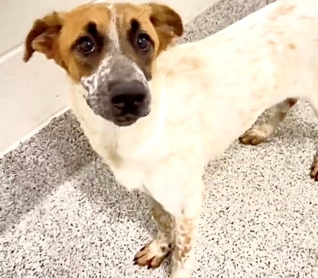 Photo of Senior Australian Cattle Dog mix, adoptable Australian Cattle Dog mix in Houston, Texas