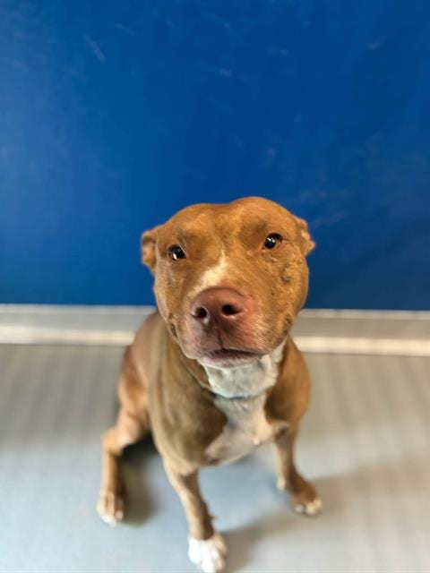 Photo of Teddy, adoptable Pit Bull Terrier in Visalia, California
