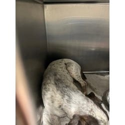 Photo of Eeyore, adoptable Mixed Breed (Medium) in Baton Rouge, Louisiana