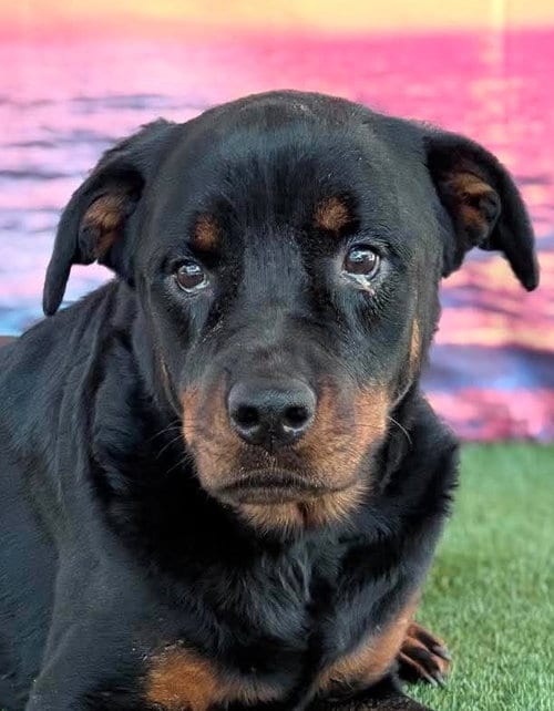Photo of Delilah, adoptable Rottweiler in Hillsboro, New Hampshire