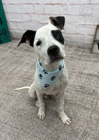 Photo of Demo Cates, adoptable Pit Bull Terrier in Detroit, Michigan