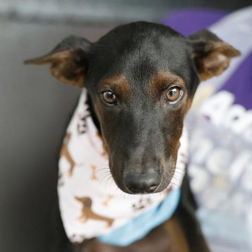 Photo of Rolly, adoptable Miniature Pinscher in San Antonio, Texas