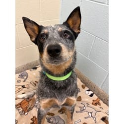 Photo of Dill Pickle, adoptable Australian Cattle Dog in Brighton, Colorado