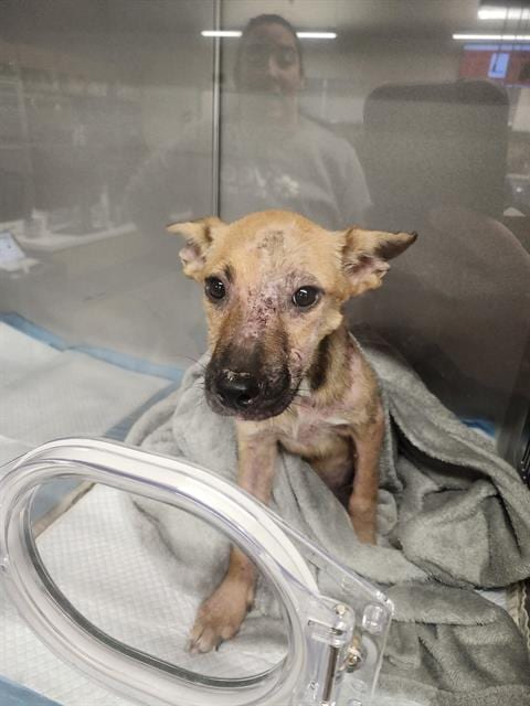 Photo of Alo, adoptable dog in San Antonio, Texas