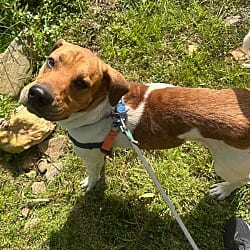 Photo of Bartolito, adoptable Hound (Unknown Type) in Burnsville, North Carolina