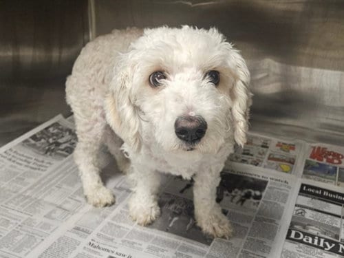 Photo of Jangle, adoptable Cocker Spaniel in Van Nuys, California