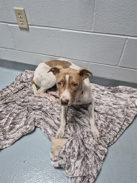 Photo of Selena, adoptable Pit Bull Terrier in St. Cloud, Florida