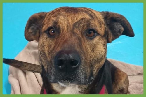 Photo of Tigre, adoptable Shepherd in Amherst, Massachusetts
