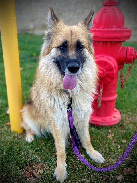 Photo of Luna, adoptable Siberian Husky in San Andreas, California
