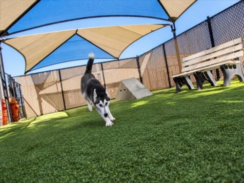 Photo of Sage, adoptable Siberian Husky in Norco, California