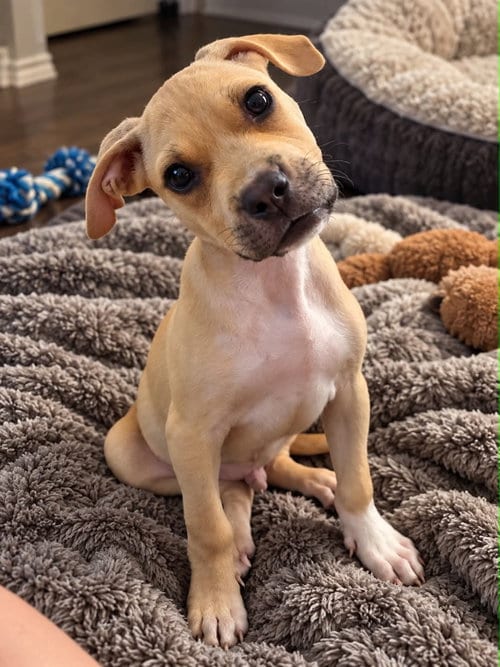 Photo of Scout, adoptable Black Mouth Cur in Holly Springs, North Carolina