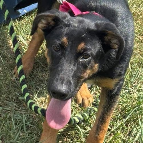 Photo of Ruby: not at the shelter (Alan), adoptable German Shepherd Dog in Rustburg, Virginia
