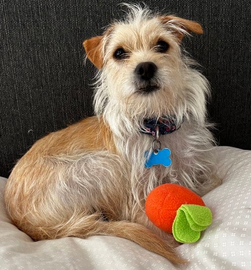Photo of Shopaholic, adoptable Maltese in Romoland, California