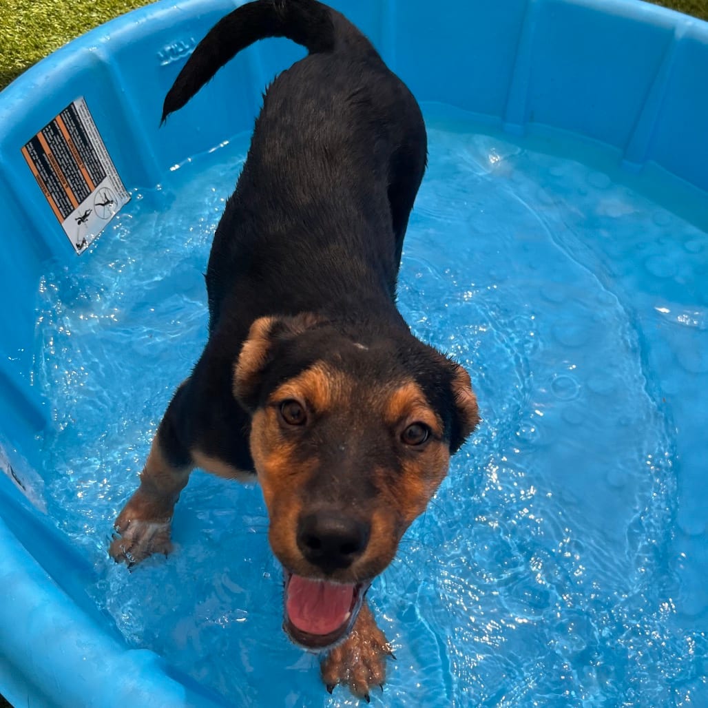 Photo of Zoe, adoptable Shepherd / Mix in Kanab, Utah