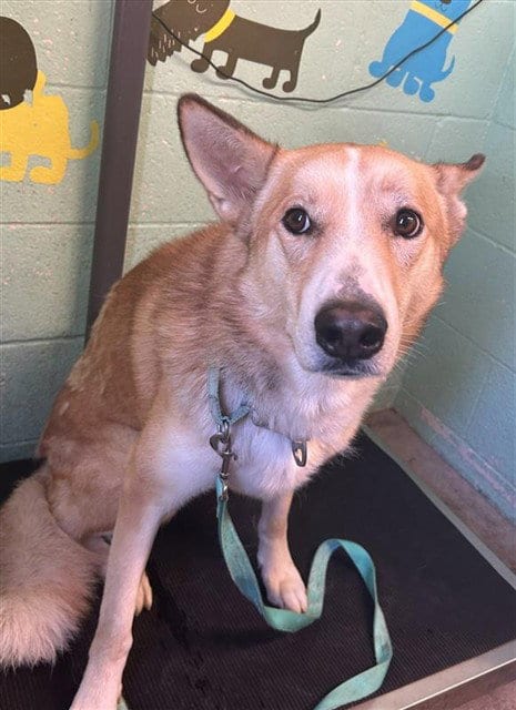 Photo of Rusty, adoptable Siberian Husky in Sacramento, California
