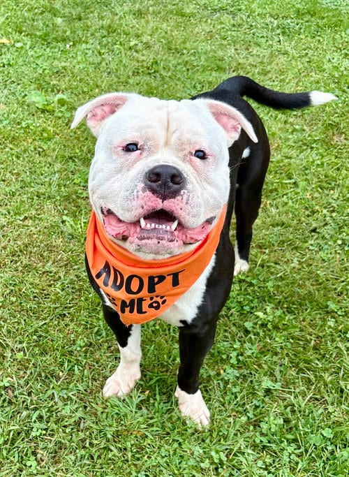 Photo of Cowboy, adoptable American Bulldog in Spring Lake, New Jersey