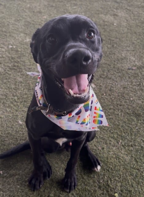Photo of Krispy, adoptable Terrier mix in Miami, Florida