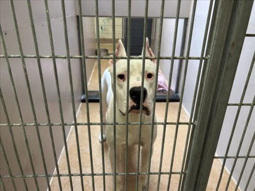 Photo of Zeus, adoptable Dogo Argentino in Martinez, California