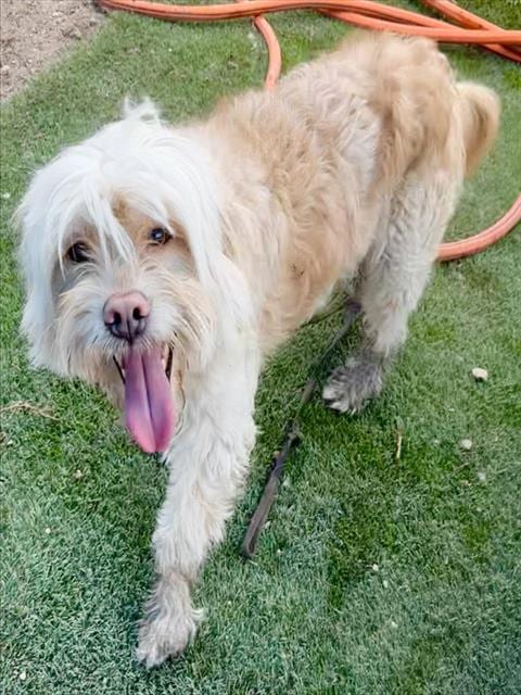 Photo of Marty, adoptable Maltese in San Bernardino, California