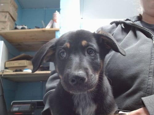 Photo of Atticus, adoptable German Shepherd Dog in Albuquerque, New Mexico