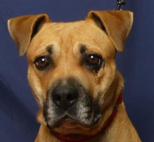 Photo of Skippy, adoptable Pit Bull Terrier in Ukiah, California