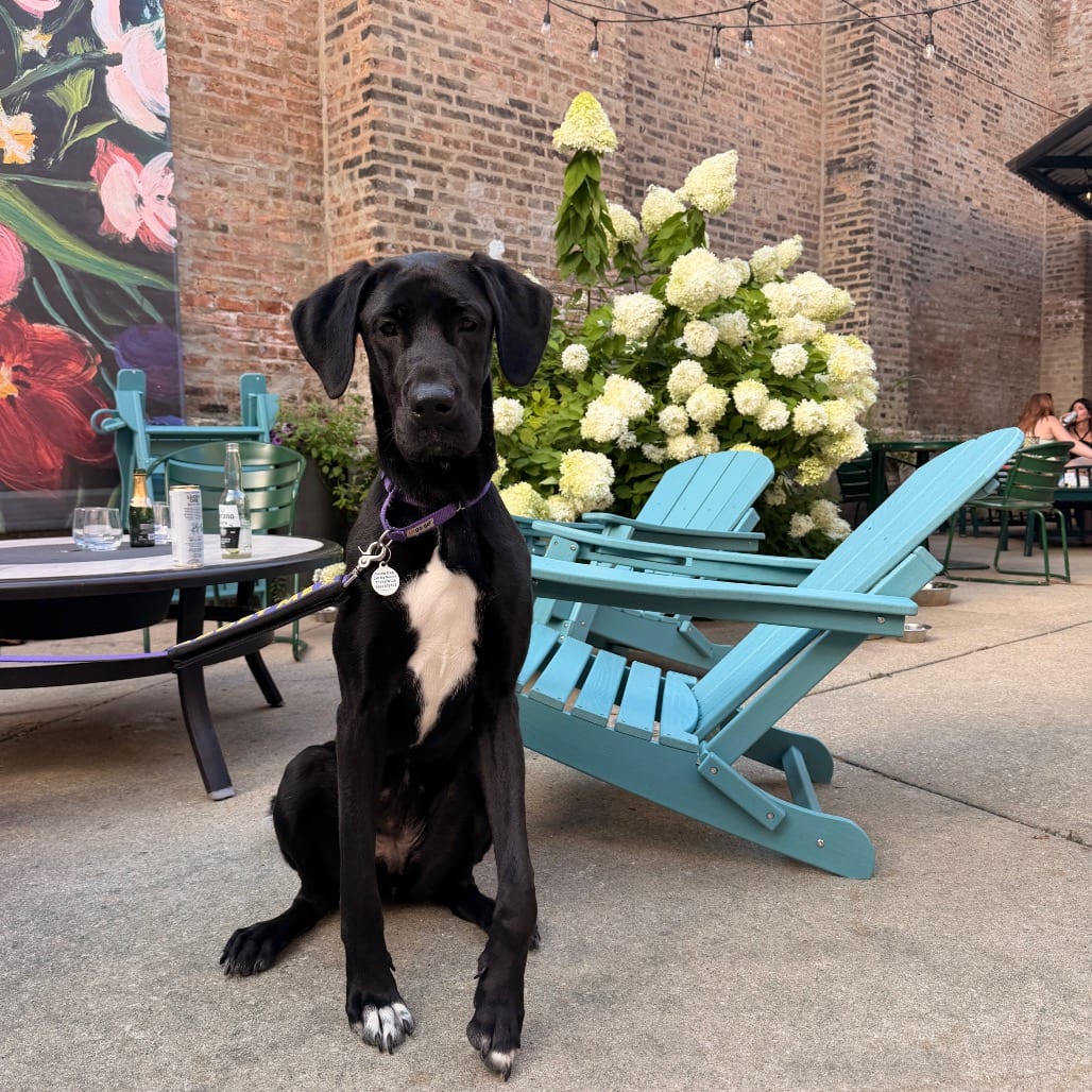 Photo of Tina, adoptable Great Dane / Mixed Breed (Large) in Chicago, Illinois