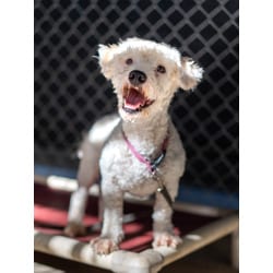 Photo of Dasper, adoptable Poodle (Miniature) in Fresno, California