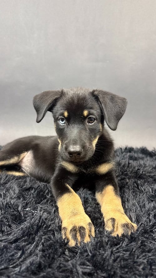 Photo of Beauty, adoptable Husky in Phoenix, Arizona