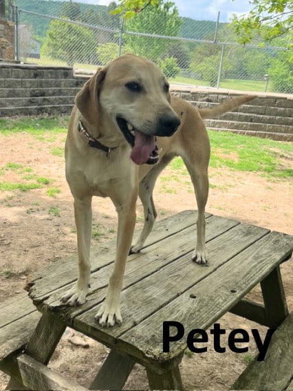 Photo of Petey, adoptable Coonhound in Mountain View, Arkansas