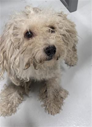 Photo of Soup, adoptable Poodle (Miniature) in Temple, Texas