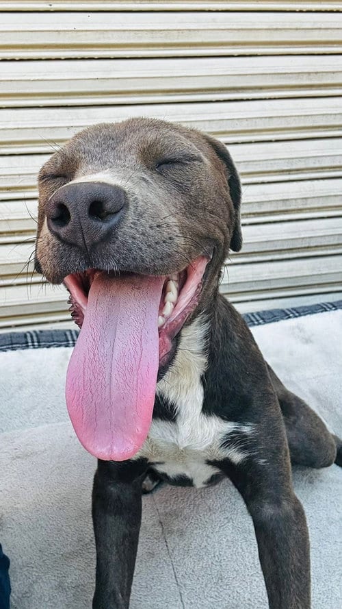 Photo of Puppy Sky, adoptable Pit Bull Terrier in Chula Vista, California