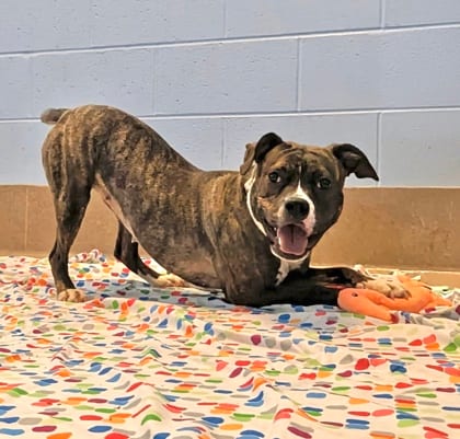 Photo of Cereal, adoptable dog in Chamblee, Georgia