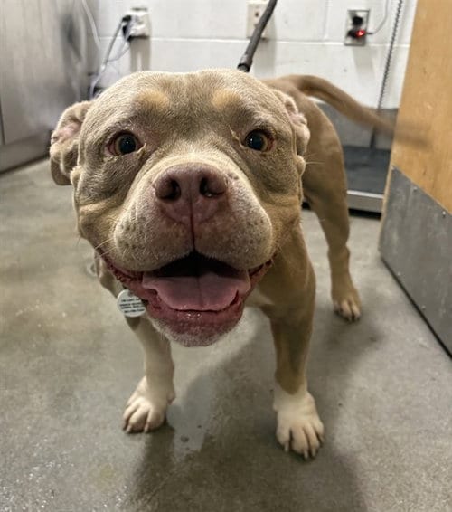 Photo of Sasha, adoptable American Bulldog in Forestville, Maryland