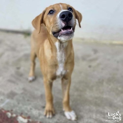 Photo of Rocco, adoptable Black Mouth Cur in Washington, District of Columbia