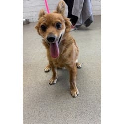 Photo of Macaroni, adoptable Chihuahua in San Bernardino, California