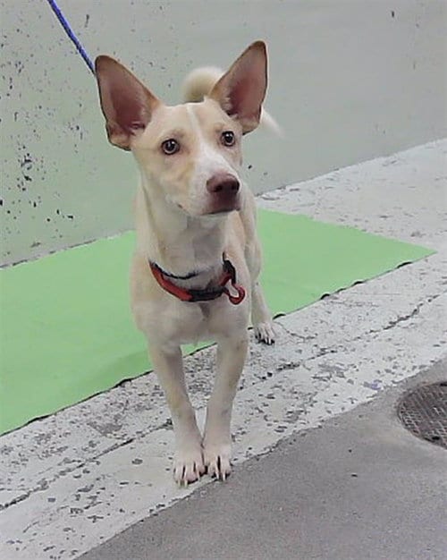 Photo of Snookie Cookie, adoptable Labrador Retriever in Houston, Texas